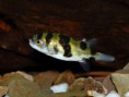 /album/fotogaleria-elcriadero/colomesus-asellus-pez-globo-de-agua-dulce-jpg5/